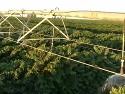 MS PAN Irrigation pivots working at coffee plantation / Goias, Brazil Stock Footage