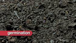 Embryo Instructional Video