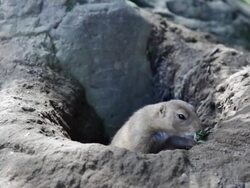 HD: Prairie dog into its hole eating leaf (video) Stock Footage