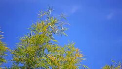 Movement of bamboo tree Stock Footage
