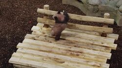 CLEAN : First panda born in France makes public appearance News Clip