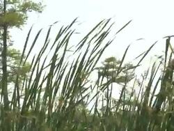 VOICED: Disaster looms as oil slick reaches US coast News Clip