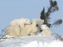 MS Wind blows over sunny snowy landscape / Wapusk National Park, Manitoba, Canada Stock Footage