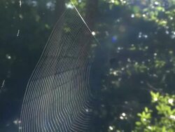Medium zoom-in - Sunlight illuminates a spider and its web / Curu Wildlife Refuge, Costa Rica Stock Footage