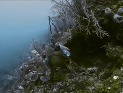 A pair of French Angelfish swim around coral Stock Footage