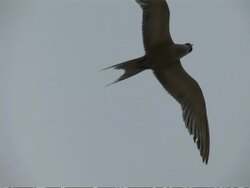 Bridled tern, Sterna anaethetus, in flight overhead, CU looking up, Oman Stock Footage