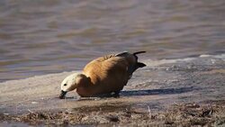 Ruddy Shelduck Stock Footage