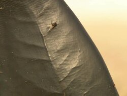CU Tail fin of bottlenose dolphin carcass emerging from beach as flies crawl over skin surface and waves roll in and lap onto shore / Port Elizabeth, Eastern Cape, South Africa Stock Footage