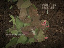 Government To Discuss Action on Ash Tree Disease News Clip