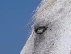 ECU Shot of eye of Horse / Saintes Maries de la Mer, Camargue, France Stock Footage