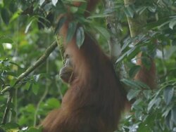 MS Orang utan moving in tree / Bukit Lawang, North Sumatra, Indonesia Stock Footage