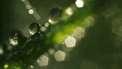 Waterdrops, morning dew on grass. Stock Footage