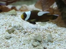 Anemonefish Stock Footage