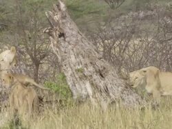  MS Lions rubbing on tree and jumping / Tanzania Stock Footage