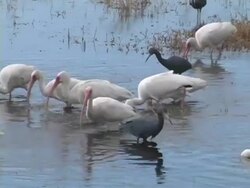 Little Blue Herons and White Ibis Stock Footage