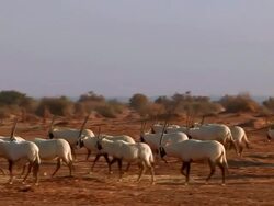 MS PAN View of Arabian Oryx (Oryx leucoryx) ( xf 300) large herd in desert at Yotvata nature reserve / eilat, negev desert, Israel Stock Footage