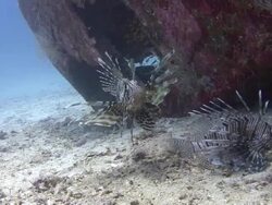 Lionfish Stock Footage