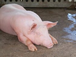 Sleeping pig Stock Footage