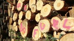 A log pile of freshly cut timber in Grizedale forest, Lake District, UK, that is destined to be used as biofuel in a biofuel power station. Stock Footage
