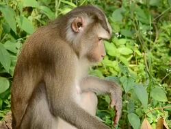 Toque macaque Stock Footage