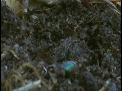 Tilt down to Dung Beetle burying dung ball, Bandhavgarh National Park, India Stock Footage