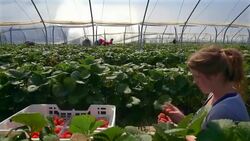 Female farm worker picks strawberries in poly tunnel during harvest. Stock Footage