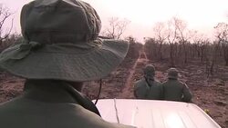 CLEAN : Searching for the last lions in Nigeria News Clip