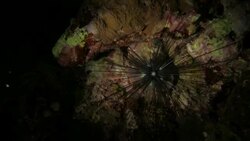 Long-spined sea urchin, moving, undersea, coral reef Stock Footage