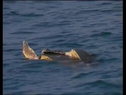 Olive Ridley Sea Turtle (Lepidochelys olivacea) mating, India Stock Footage