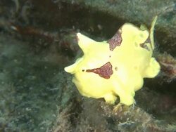 CU View of Clown frogfish / Mabul, Sabah, Malaysia   Stock Footage