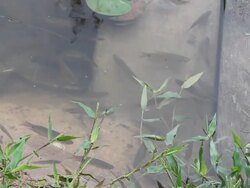 Fish swimming on the bridge. Stock Footage