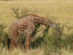 Masai Giraffe (Giraffa camelopardalis tippelskirchi) ats tree leaves and walking Stock Footage