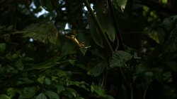A red-eyed frog falls past lush trees and plants. Stock Footage