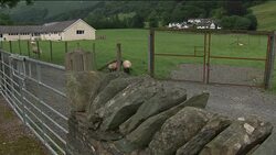 Sheep grazing on a farm in the Lake District News Clip