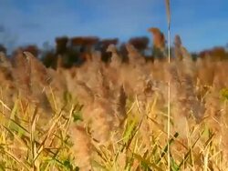 Grass in the wind Stock Footage