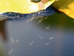 Mosquito offspring in the water Stock Footage