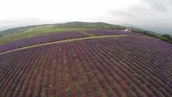 Lavender Farming Stock Footage