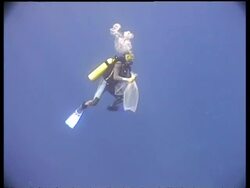 MS Marine Biologist scuba diving in blue water, Layang Layang, Malaysia Stock Footage