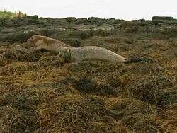 MS Grey seals (Halichoerus grypus) clumsily moving across seaweed, Norfolk, UK Stock Footage