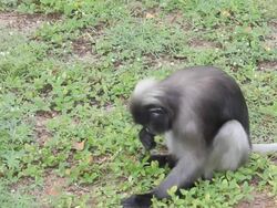 Dusky Leaf Monkey Stock Footage
