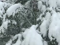 CU Heavy snowfall on trees / Saarburg, Rhineland-Palatinate, Germany Stock Footage