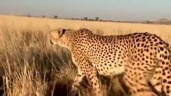 A cheetah hunts for prey in the tall grass of the savanna. Stock Footage