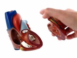 model of human heart Stock Footage