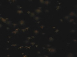 MS, Canada, British Columbia, Vancouver, Aquarium, Jellyfishes in water Stock Footage