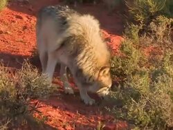 MS TS Gray Wolf (Canis lupus) forages for food in the Mojave Desert. /Utah, USA Stock Footage
