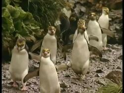 MS Royal Penguin, Eudyptes schlegeli, waddling down track, to camera, Antarctica Stock Footage