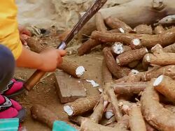 MS SLO MO Shot of cutting of cassava roots with machete / Luang Prabang, Laos Stock Footage