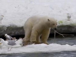 WS View of Polar Bear eating remains of minke whale and birds nearby / Svalbard, Spitsbergen, Norway Stock Footage