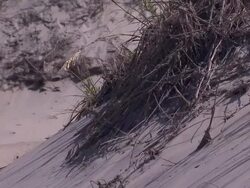 Outer Banks beach and sand dunes News Clip