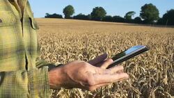 Farmer in field checking ears of wheat. Digital tablet. Stock Footage